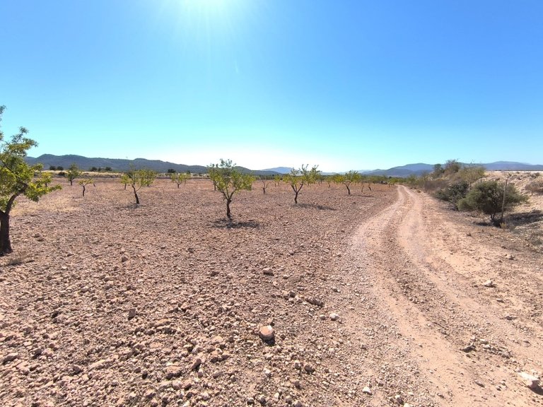 Plot for Sale in Monovar, Alicante 4