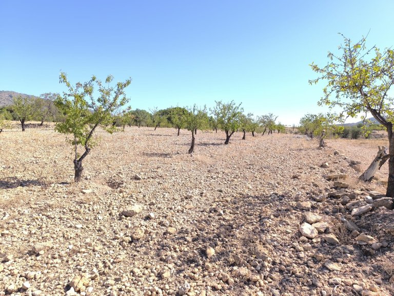 Plot for Sale in Monovar, Alicante 1