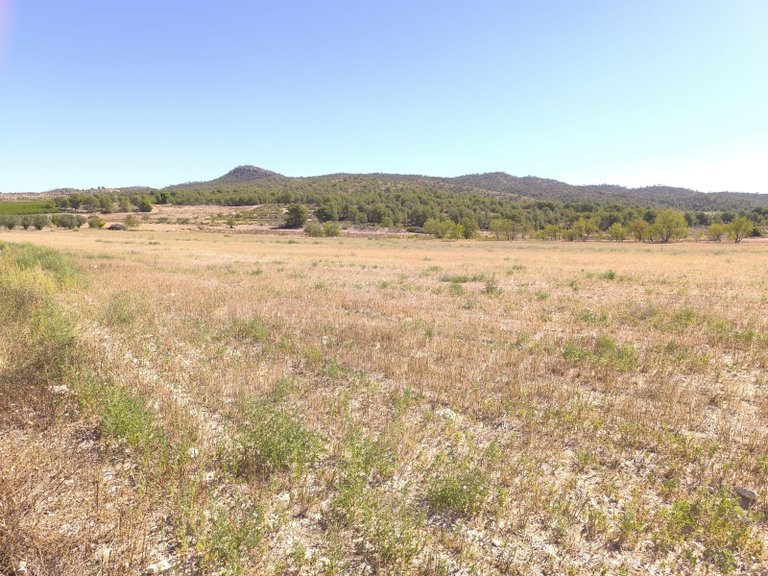 Plot for Sale in Monovar, Alicante 1