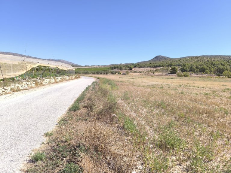 Plot for Sale in Monovar, Alicante 2