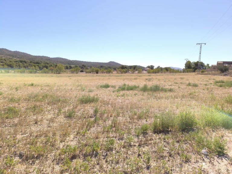 Plot for Sale in Monovar, Alicante 3