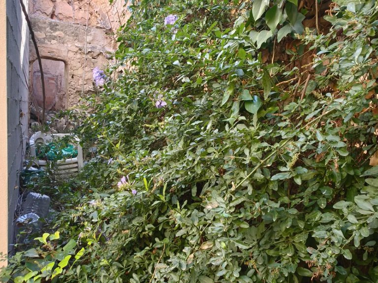 Country House for Sale in Monovar, Alicante 25