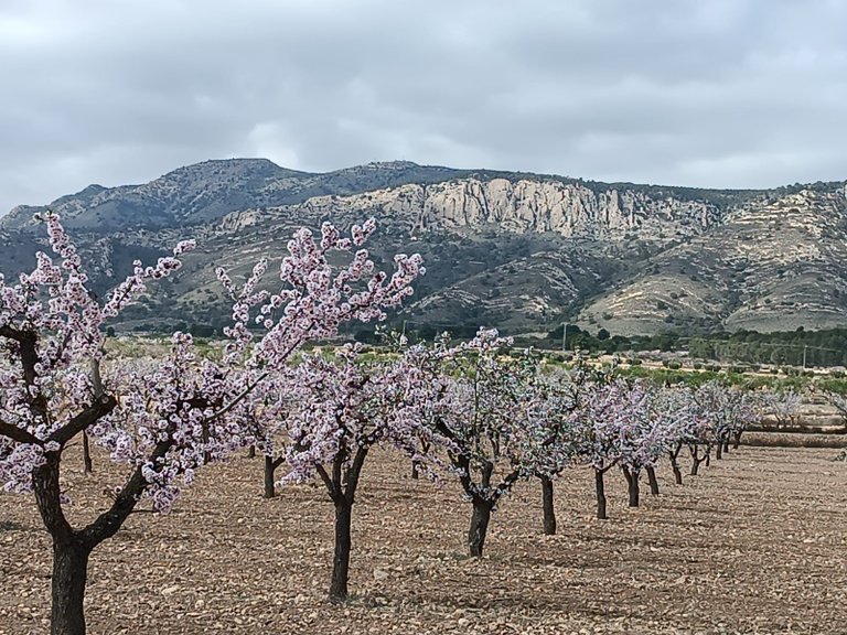 Plot for Sale in Jumilla, Murcia 2