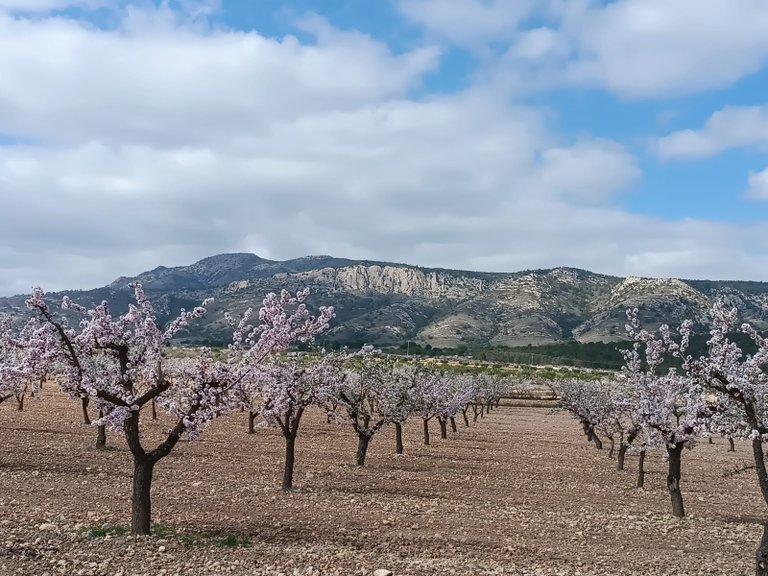 Plot for Sale in Jumilla, Murcia 3