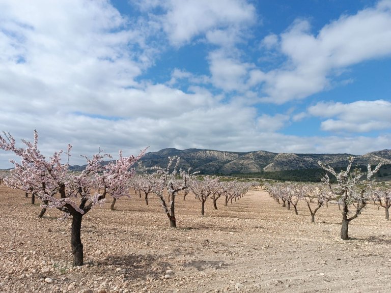 Plot for Sale in Jumilla, Murcia 1