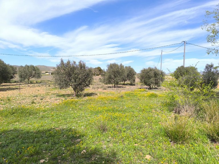 Country House for Sale in Yecla, Murcia 28