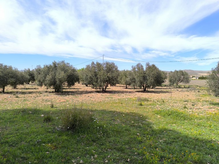 Country House for Sale in Yecla, Murcia 29