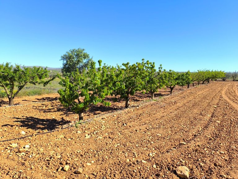 Country House for Sale in Yecla, Murcia 19