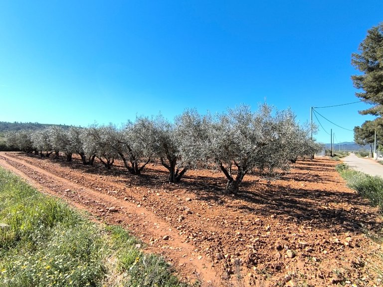 Country House for Sale in Yecla, Murcia 20