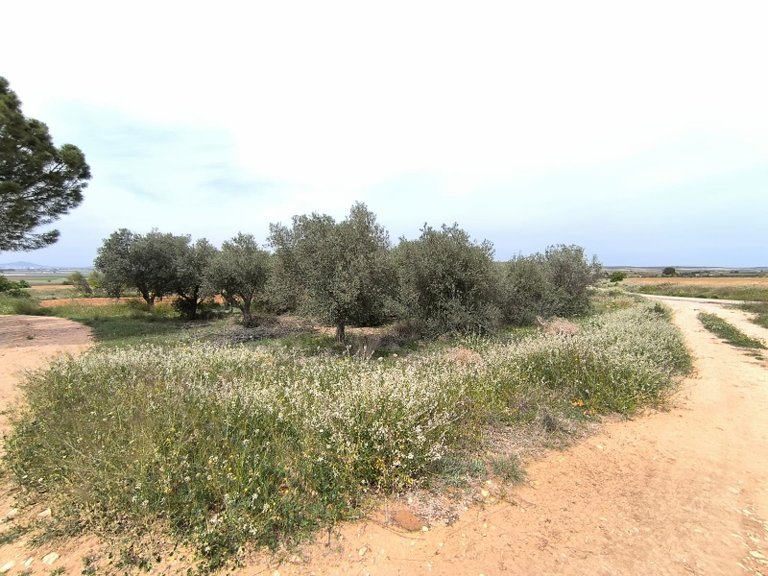 Country House for Sale in Yecla, Murcia 34