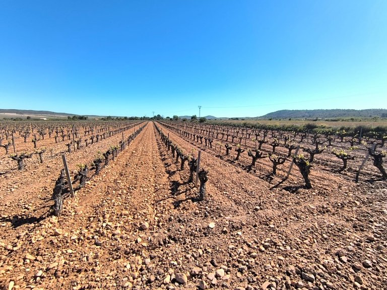 Country House for Sale in Yecla, Murcia 22
