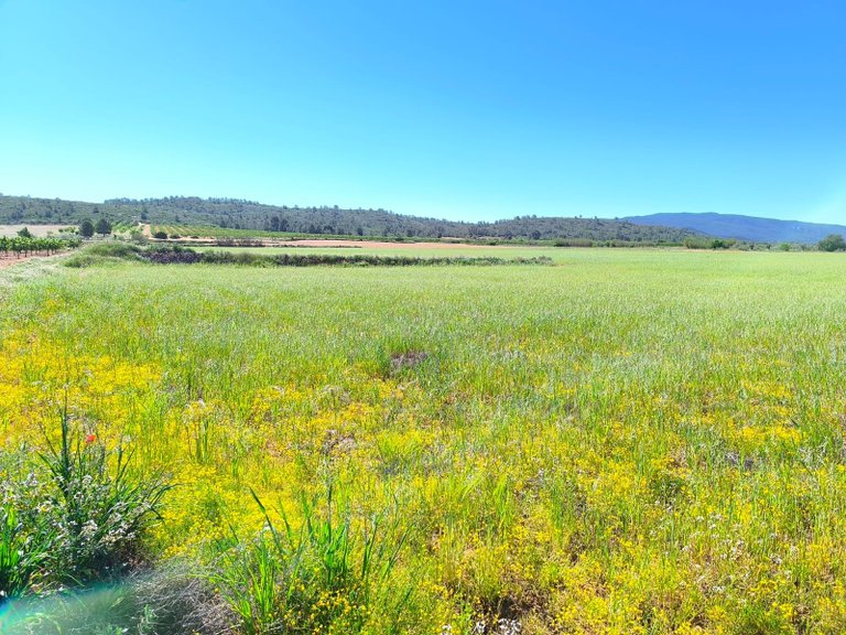 Plot for Sale in Yecla, Murcia 2