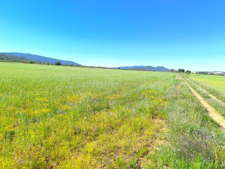 Plot for Sale in Yecla, Murcia 3