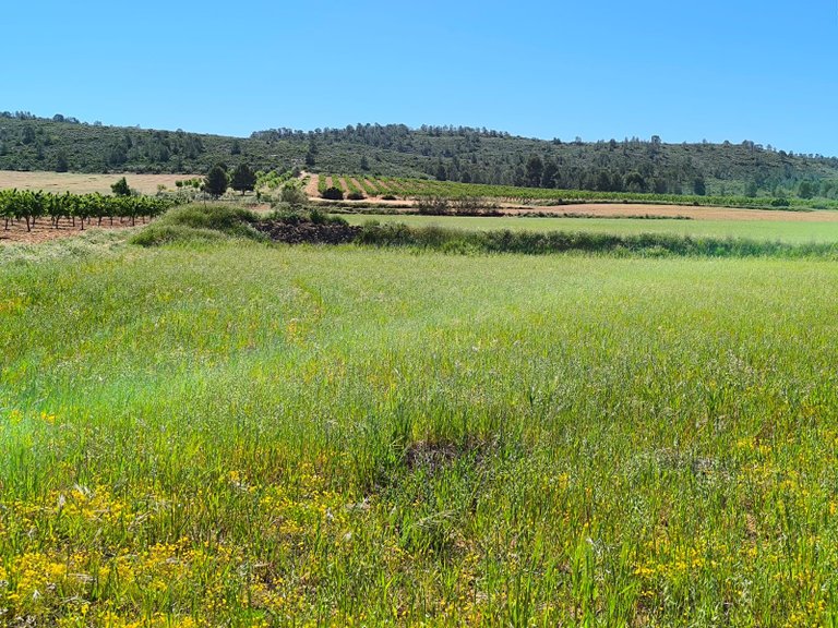 Plot for Sale in Yecla, Murcia 1