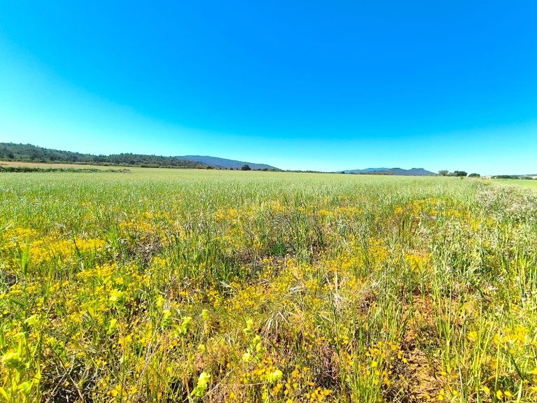 Plot for Sale in Yecla, Murcia 4