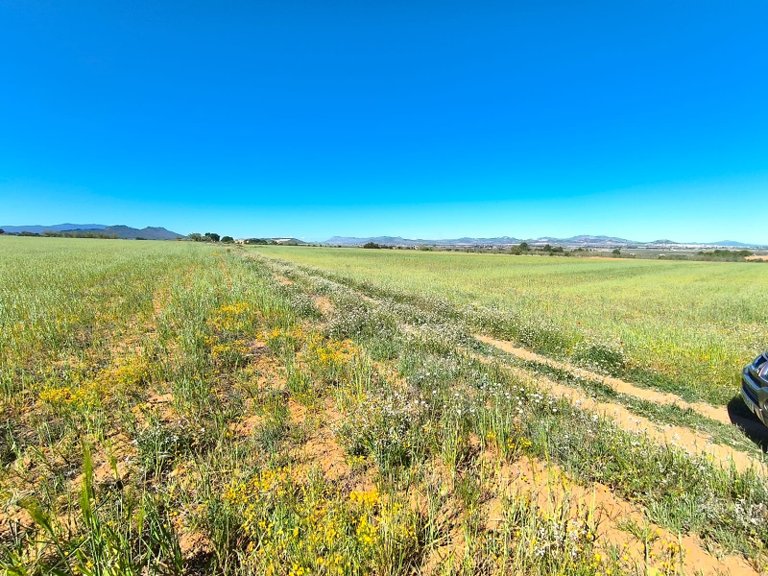 Plot for Sale in Yecla, Murcia 5