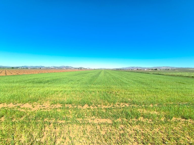Plot for Sale in Yecla, Murcia 1