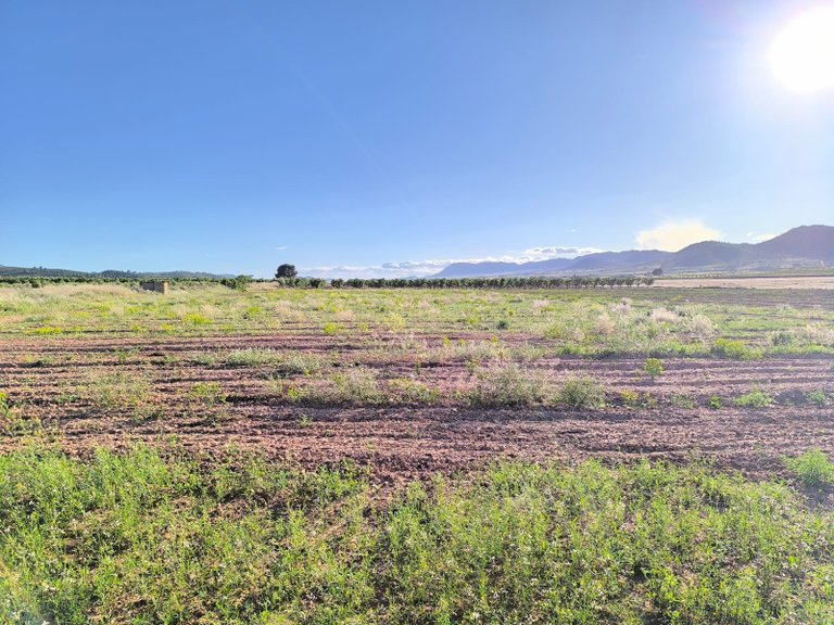 Country House for Sale in Yecla, Murcia 24