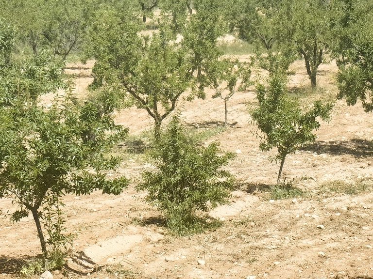 Plot for Sale in Raspay, Alicante 5