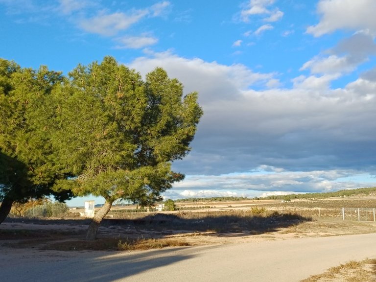 Country House for Sale in Yecla, Murcia 14