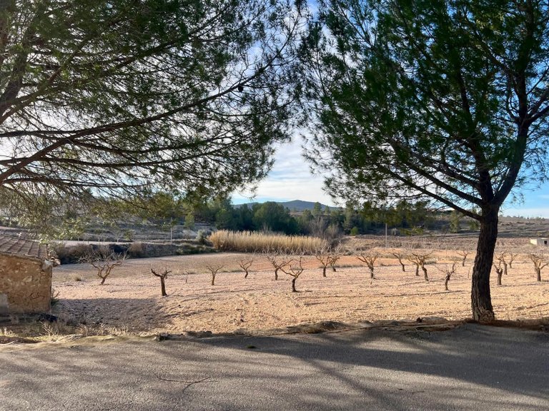 Country House for Sale in Monovar, Alicante 41