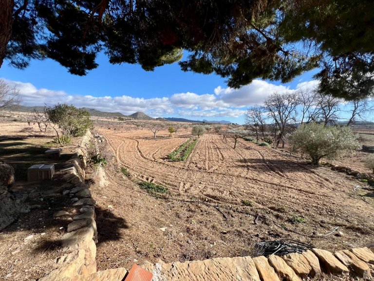 Country House for Sale in Monovar, Alicante 50