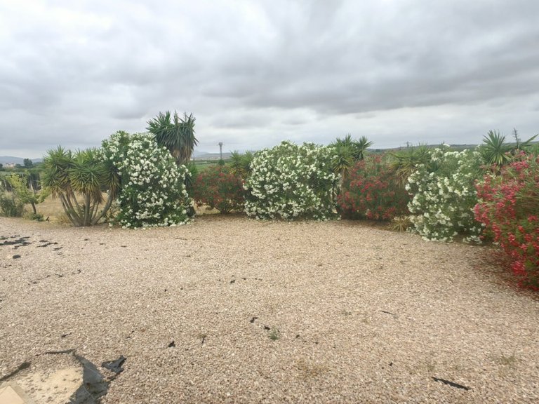Villa for Sale in Pinoso, Alicante 24