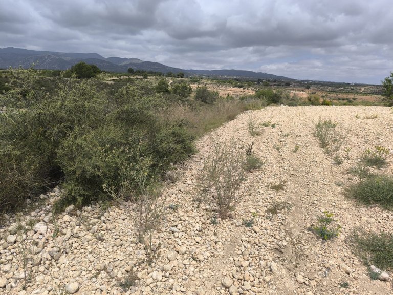 Plot for Sale in Pinoso, Alicante 11