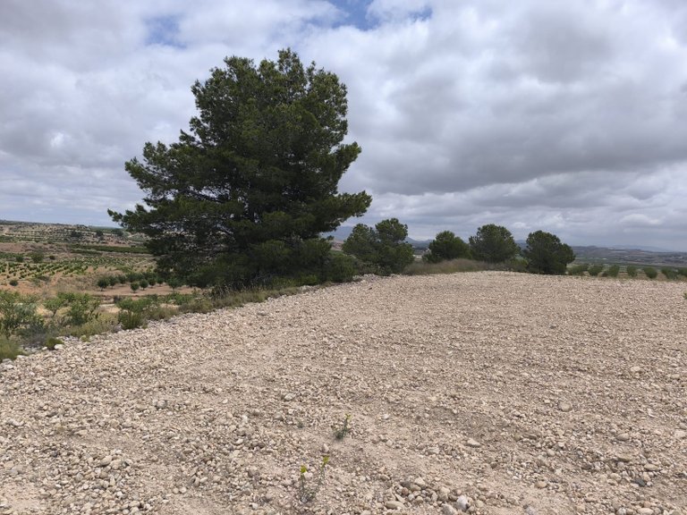 Plot for Sale in Pinoso, Alicante 9