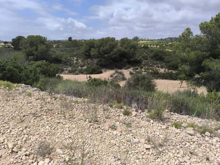 Plot for Sale in Pinoso, Alicante 12