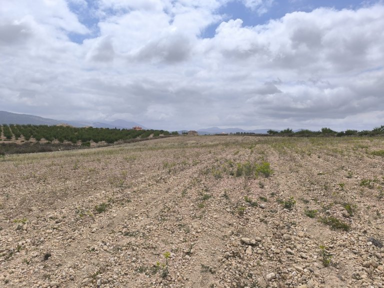 Plot for Sale in Pinoso, Alicante 6