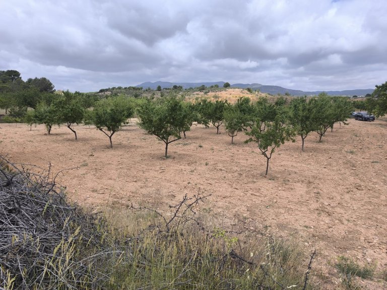 Plot for Sale in Pinoso, Alicante 1