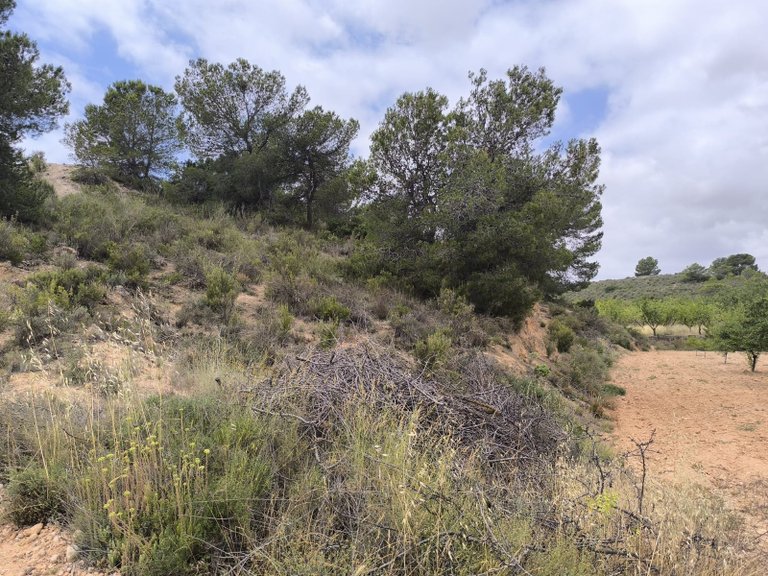 Plot for Sale in Pinoso, Alicante 3