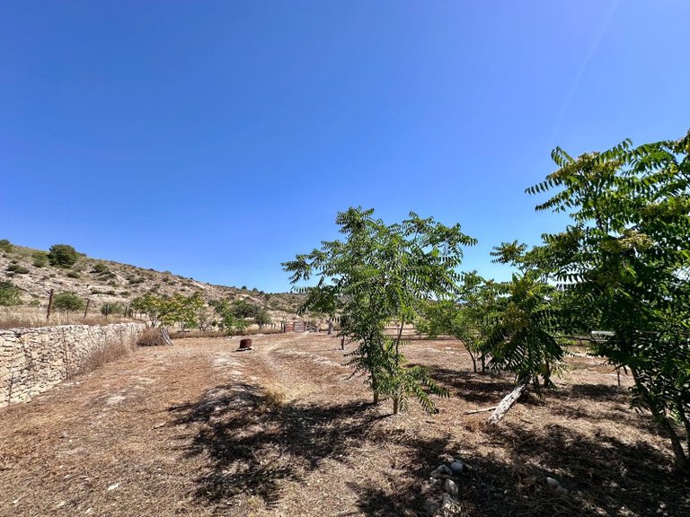 Country House for Sale in Monovar, Alicante 39