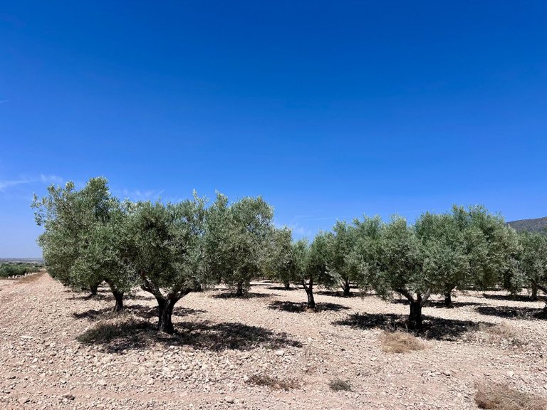Plot for Sale in Monovar, Alicante 8