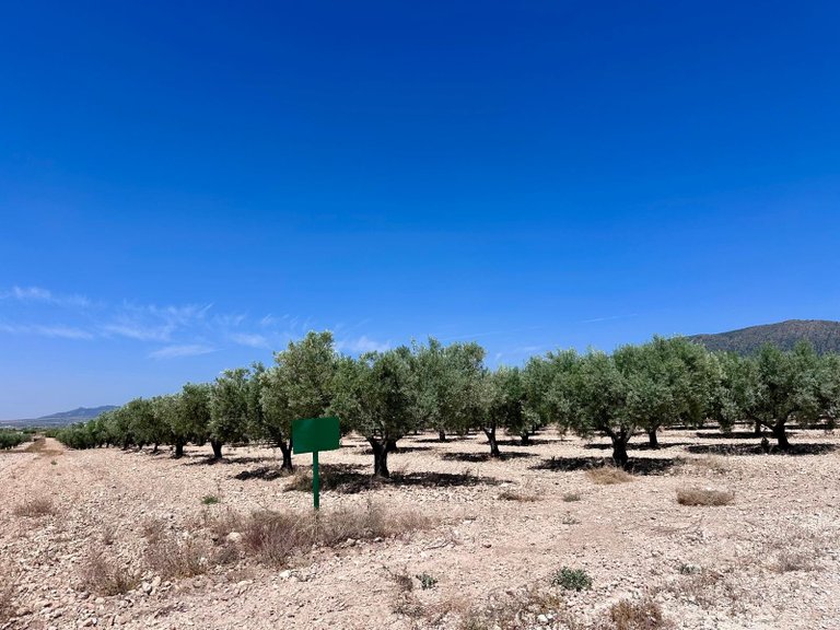 Plot for Sale in Monovar, Alicante 4