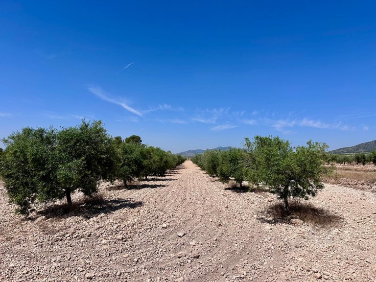 Plot for Sale in Monovar, Alicante 3