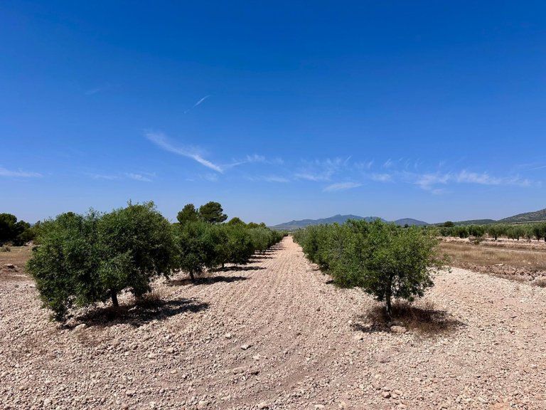 Plot for Sale in Monovar, Alicante 5