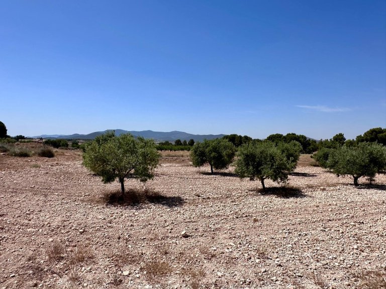 Plot for Sale in Monovar, Alicante 10