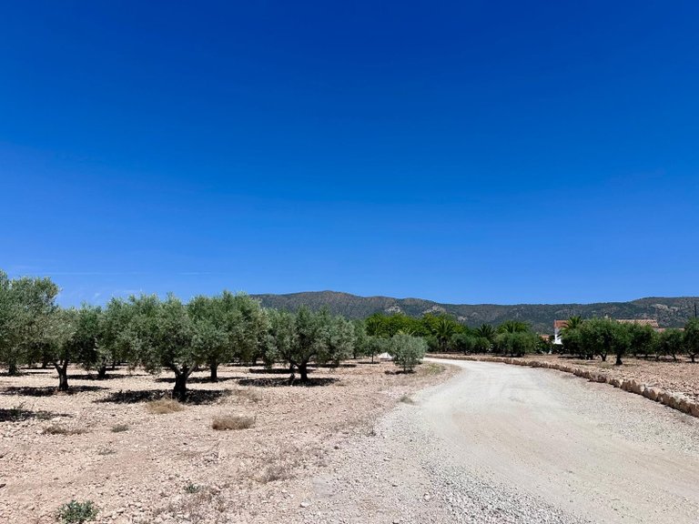 Plot for Sale in Monovar, Alicante 7