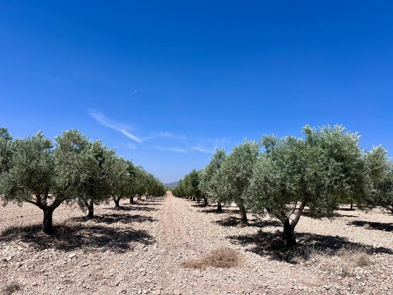 Plot for Sale in Monovar, Alicante 1