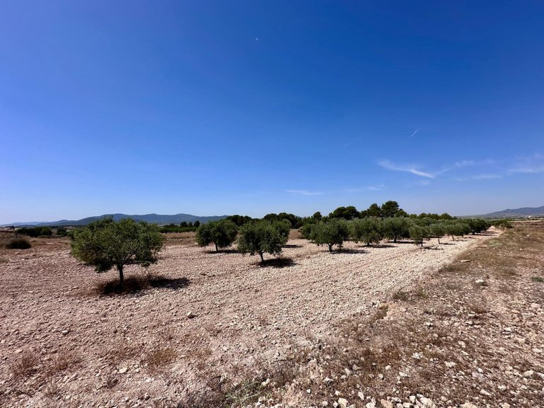 Plot for Sale in Monovar, Alicante 9