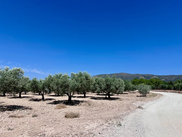 Plot for Sale in Monovar, Alicante 2