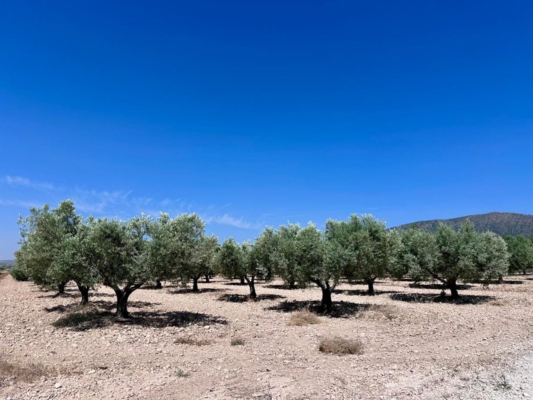 Plot for Sale in Monovar, Alicante 6