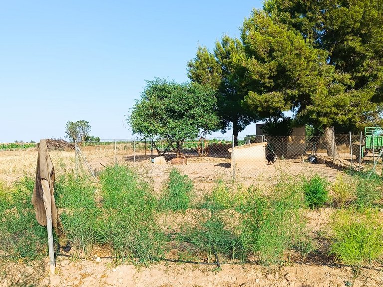 Country House for Sale in Yecla, Murcia 12