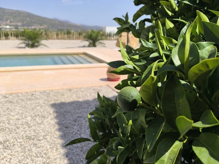 Villa for Sale in Pinoso, Alicante 29