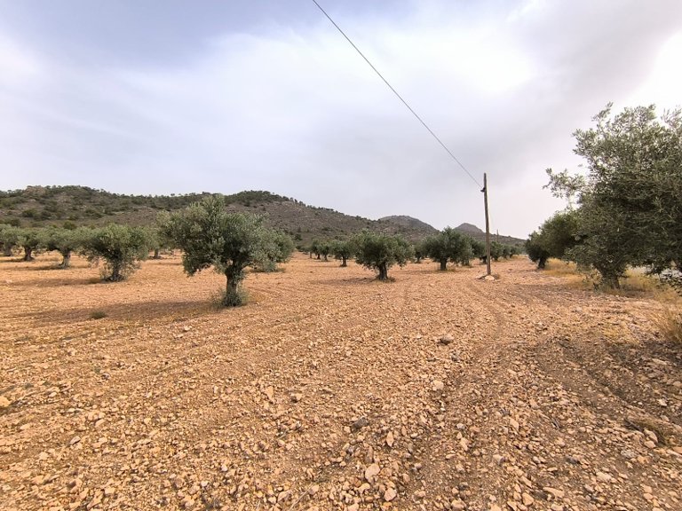 Plot for Sale in Yecla, Murcia 8
