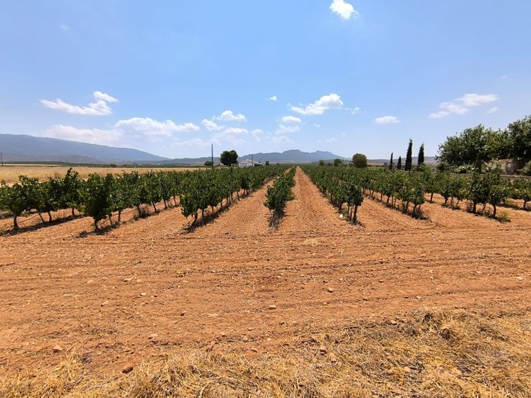 Plot for Sale in Yecla, Murcia 1