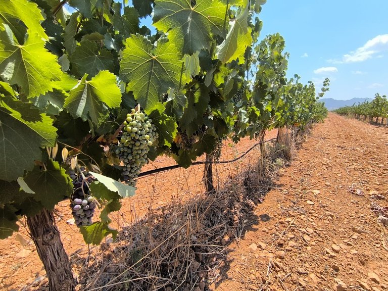 Plot for Sale in Yecla, Murcia 2