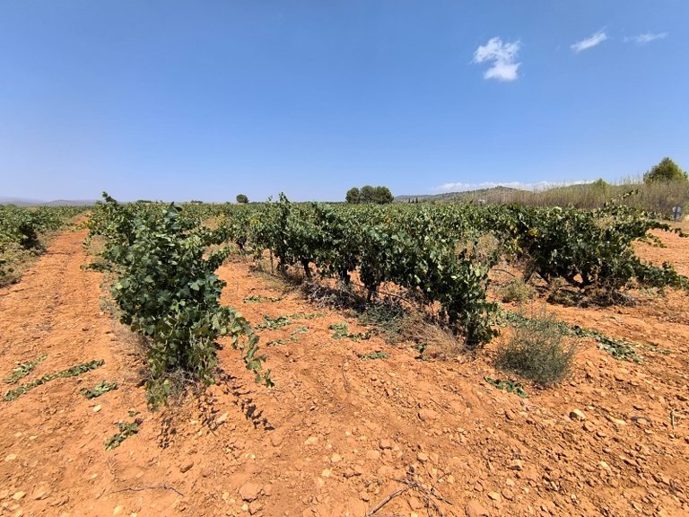 Plot for Sale in Yecla, Murcia 6